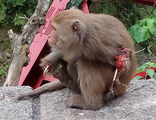 右肢前肢全斷，左前肢僅剩白骨，這隻野生獼猴的處境堪憐。　李孝康/提供