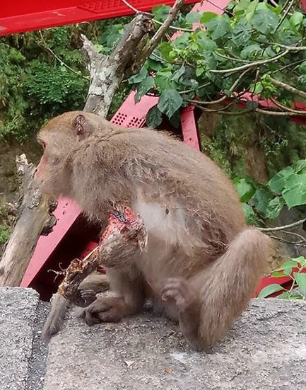 牠連人餵食，都爭不過其他猴子，只能在其他猴子離開後，趴在地上舔食殘屑。　李孝康/提供