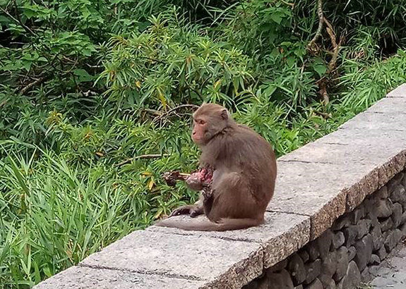 孤立無援的傷殘獼猴，牠還能在山林中存活多久?　 李孝康/提供