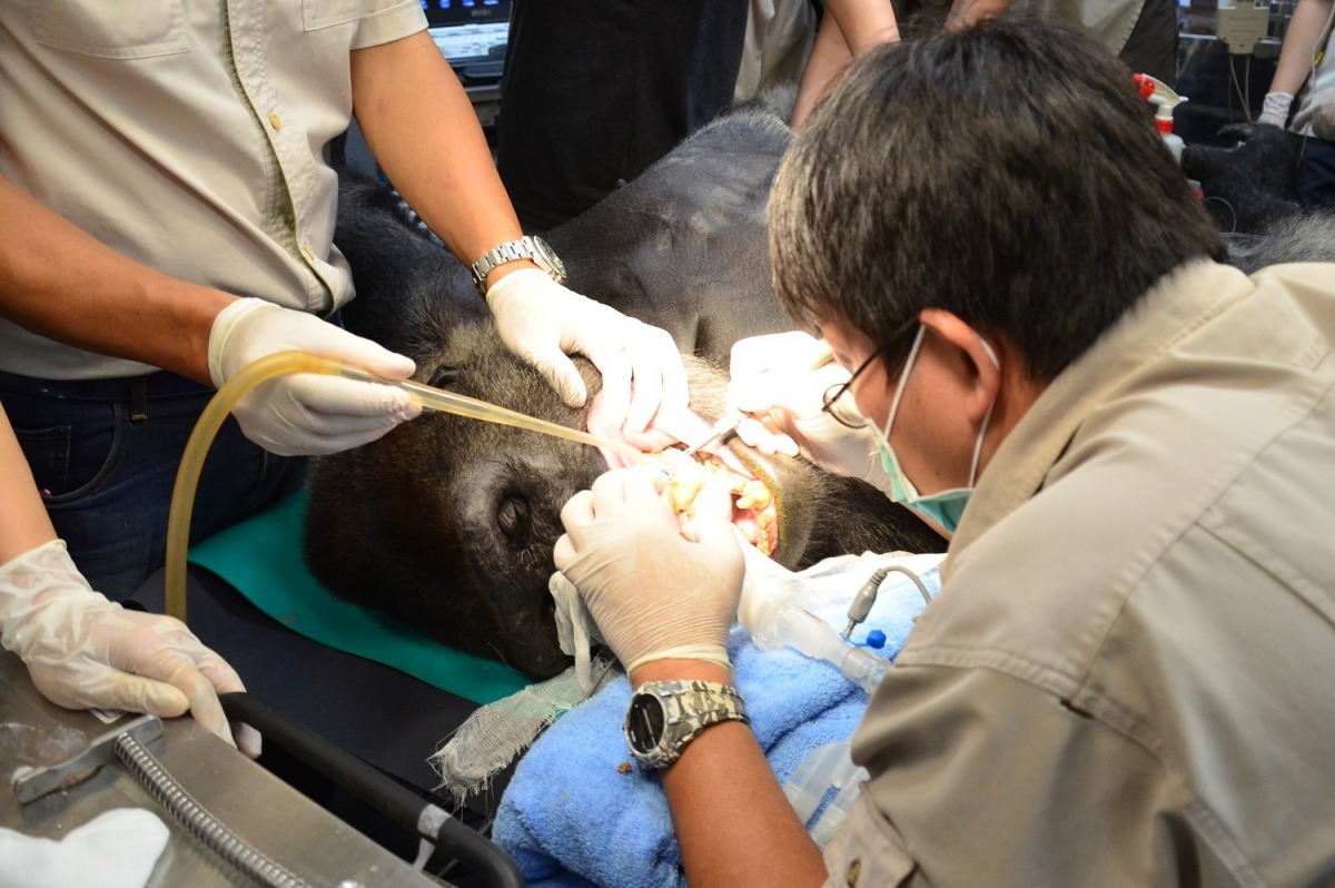 動物麻醉之後,獸醫師可以很仔細的進行健康檢查(金剛猩猩-寶寶)。台北動物園提供