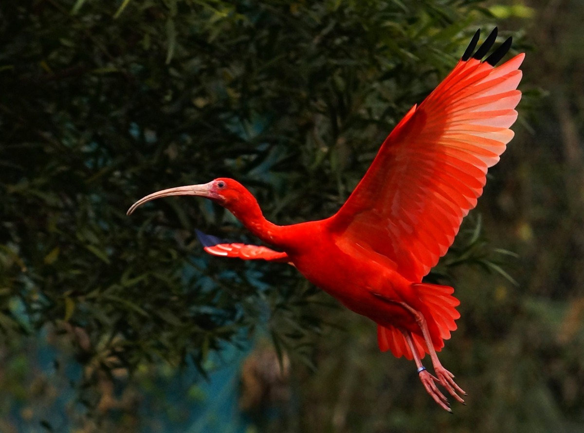 紅鹮除了長喙呈現黑灰色外,全身亮麗的橘紅色在飛行時猶如跳躍的火焰(詹德川攝)。台北市立動物園提供
