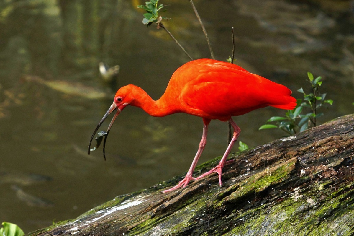 紅鹮一身橘紅色的羽裳相當引人注目(詹德川攝)。台北市立動物園提供