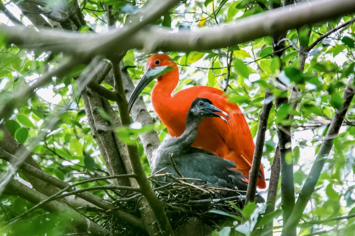 睽違四年,臺北市立動物園生態鳥園裡的紅鹮總算再度成功繁殖。台北市立動物園提供