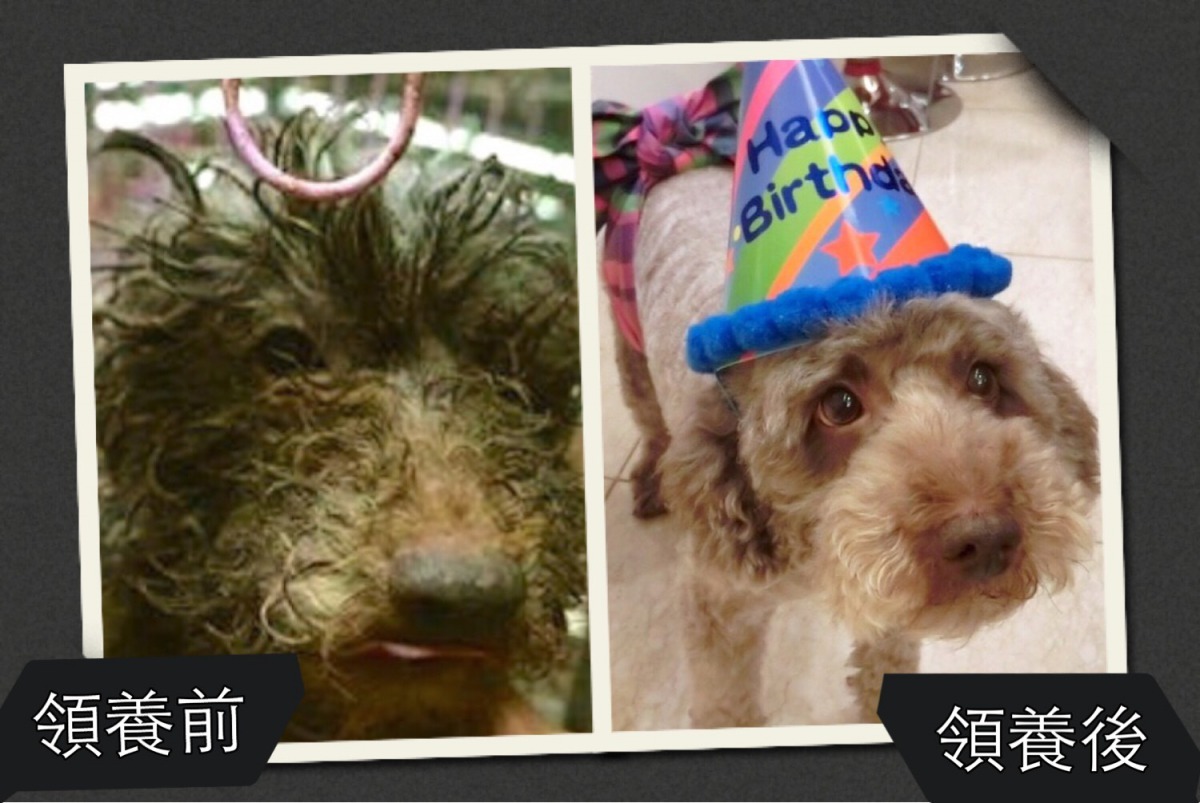 曾是受虐毛孩的阿牛，現在過得非常幸福。彼克蕾友善咖啡館提供
