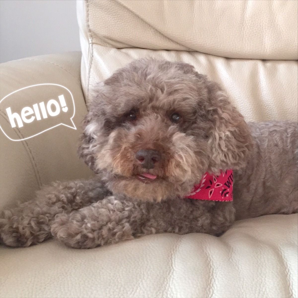 幸福的阿牛。彼克蕾友善咖啡館 提供