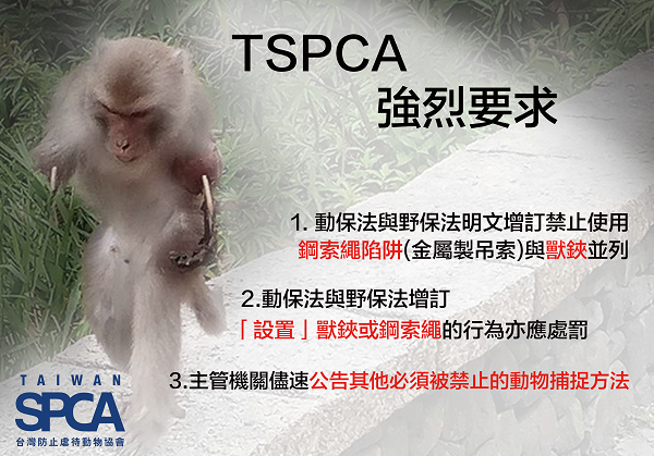 TSPCA表示，日前於台東發現的斷肢獼猴，中的應是俗稱山豬吊的鋼索繩，而不是捕獸鋏。 TSPCA/提供