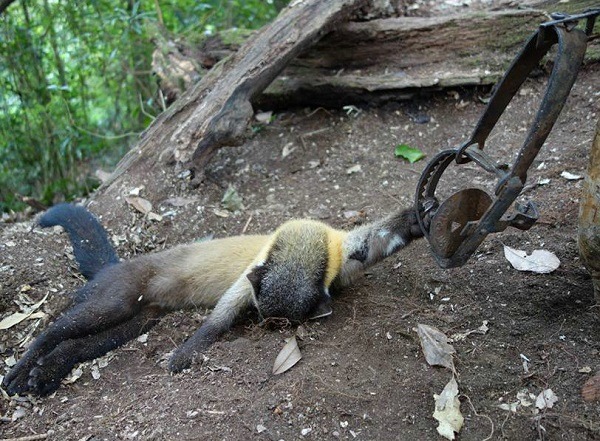 中了捕獸鋏的保育類動物黃喉貂，就這樣掛在鋏上活活餓死！而依台灣動物新聞網的資料，還有石虎、熊鷹等保育類動物中鋏受害。  台灣動物新聞網資料照