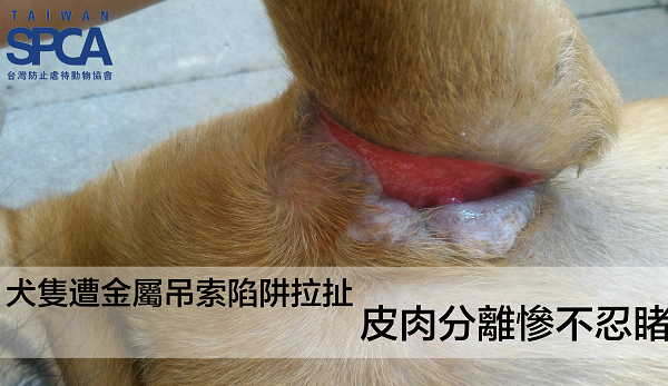 TSPCA指出，這種皮、肉分離的環狀傷口，是鋼索繩的加害特徵，動物為了掙脫繩索，常會扯斷肢體。 TSPCA/提供