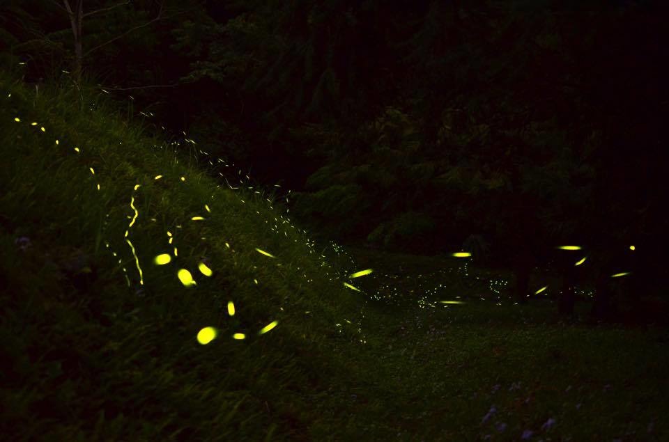 烏石坑地區的螢火蟲盛況。(林彥博_攝)