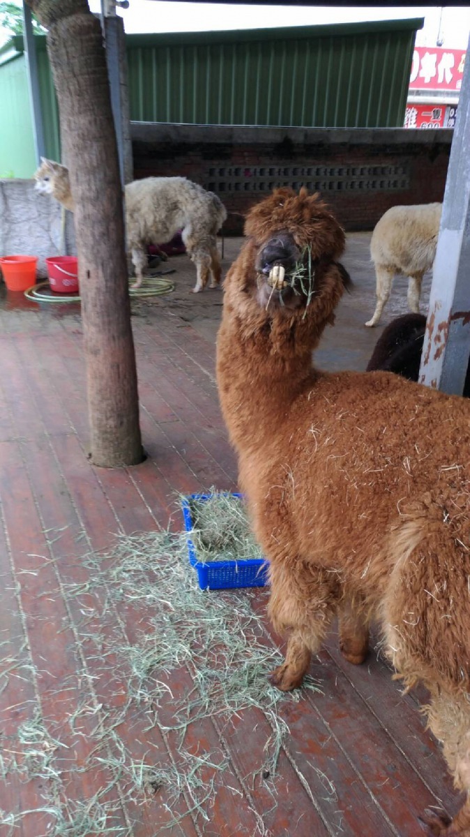 修剪前好像「暴牙蘇」。新北市農業局提供