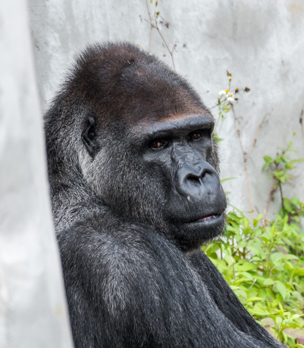 我最討厭看醫生、打針和吃藥了!(金剛猩猩-寶寶)台北動物園提供