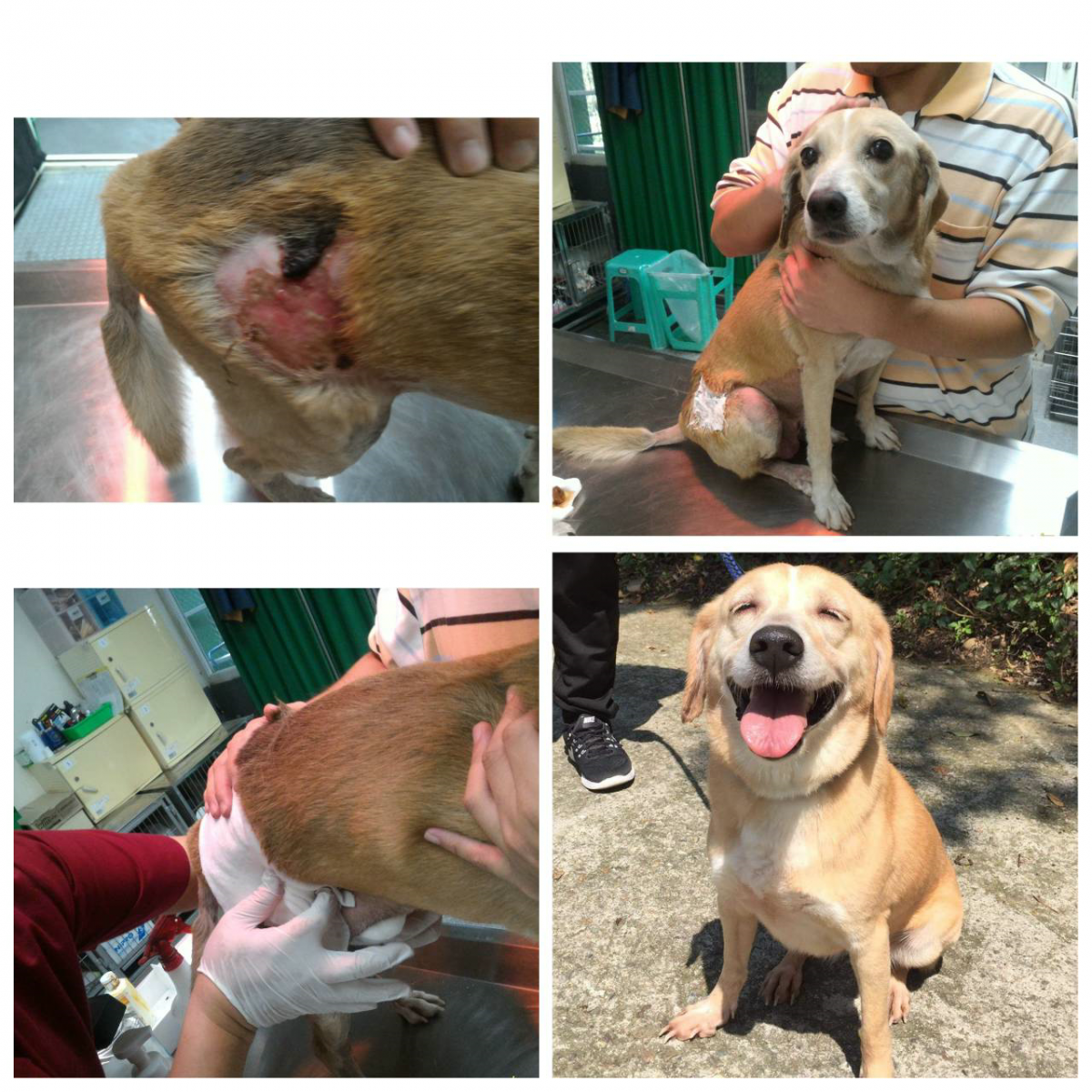 小魯剛入所時肚子及右後腳都有傷口，在獸醫及動保員的照料下逐漸恢復正常。新北市農業局提供