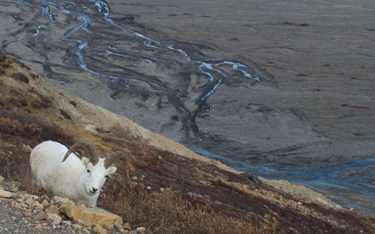 白大角羊（Ovis dalli）一度面臨過度狩獵的生存危機。圖片來源：D. Sikes（CC BY-SA 2.0）