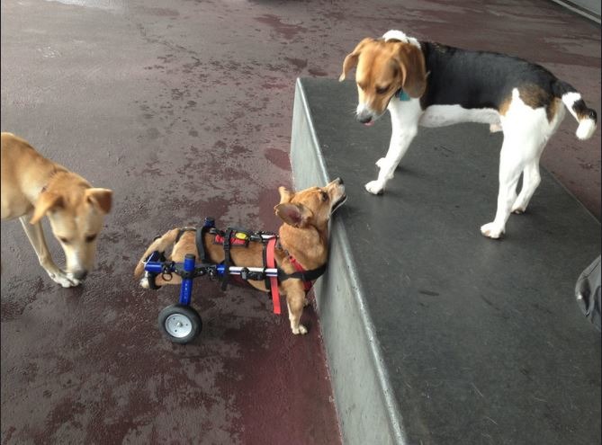 一隻狗在看向鏡頭的瞬間被捕捉下來，由於牠有先天前肢缺陷，因此也等著要裝上輪椅(示意圖)。取自:C Ceres Merry