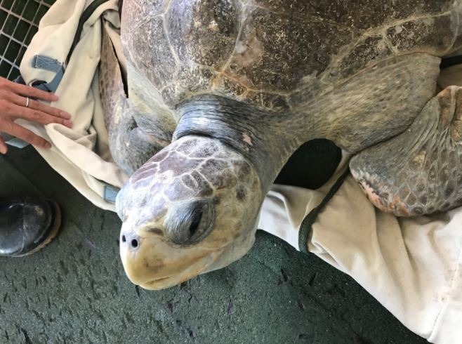 欖蠵龜「吉利蛋」470公里路程，順利運送抵達海生館進行野放前訓練。圖片來源：林務局