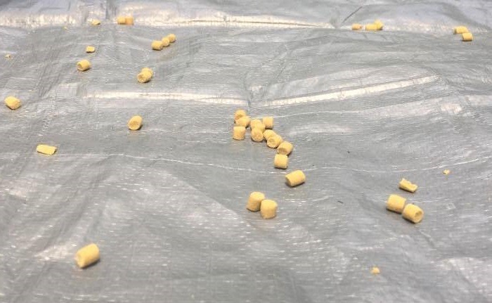  野鴿節育所使用的飼料，內含「鴿類避孕藥」。雨林/攝