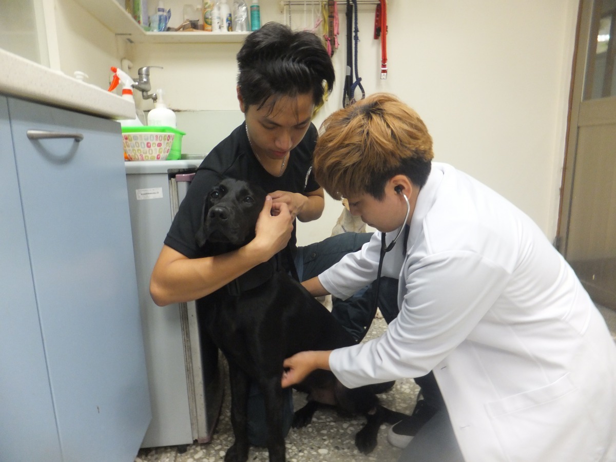 獸醫師替毛隊員做全身理學檢查。新北市動保處/提供