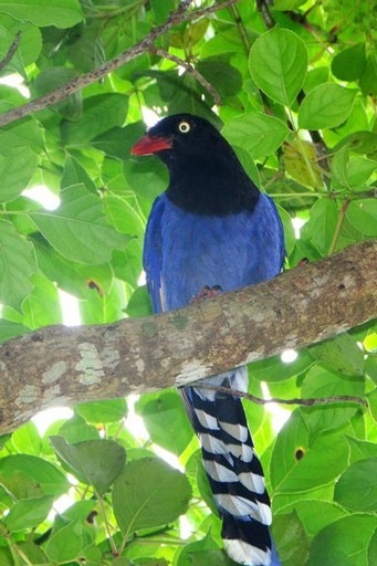 佛光大學校園自然生態環境豐富,在校區內圖書館附近的梧桐樹上正有一窩台灣藍鵲在育雛。佛光大學/提供