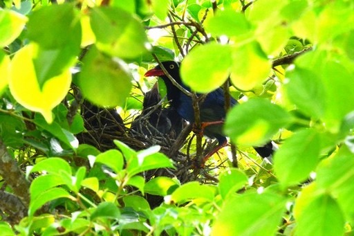 藍鵲育雛季節,很多學生不知不覺經過鳥巢的樹下,會莫名其妙遭到「護巢性」特強的藍鵲偷襲後腦杓。佛光大學/提供