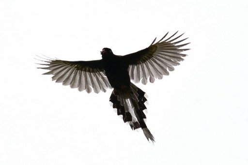 台灣藍鵲是台灣網友票選最具代表性的特有種鳥類,被譽為「非正式的國鳥」。佛光大學/提供