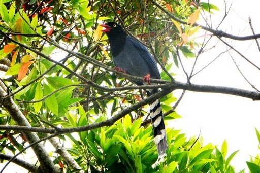 佛光大學從2011年開始連續三年拍攝記錄到圖書館附近藍鵲育雛的影像。佛光大學/提供
