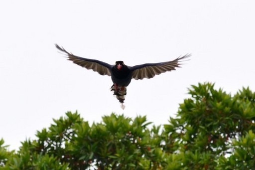 雖然常有同學被藍鵲偷襲,不過,能親眼看見藍鵲在校園裡生生不息,大家都稱讚佛大校園真是自然生態的樂園。佛光大學/提供