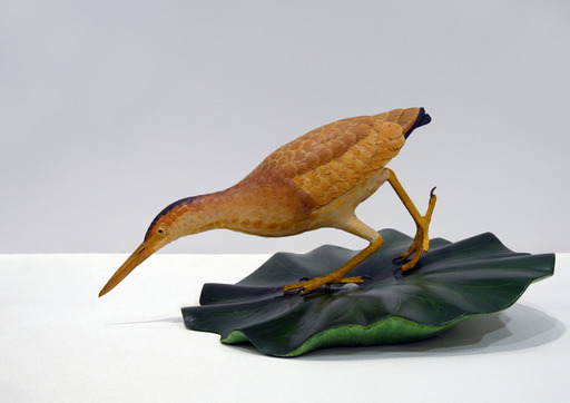 「集中」ヨシゴイ_黃小鷺_新崛 敦_日本。文化部/提供