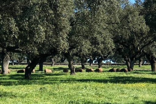 西班牙伊比利豬。外交部/提供