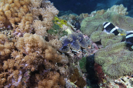 推動生態旅遊 台東海洋復育保育計畫即刻展開。台東縣政府/提供