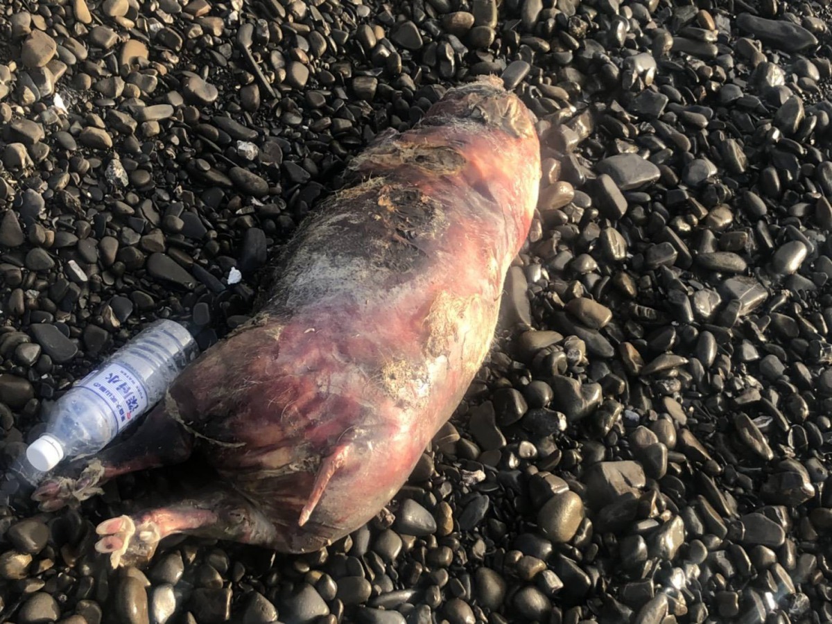 17日晚間，屏東縣枋山鄉海岸發現豬屍。屏東縣政府/提供