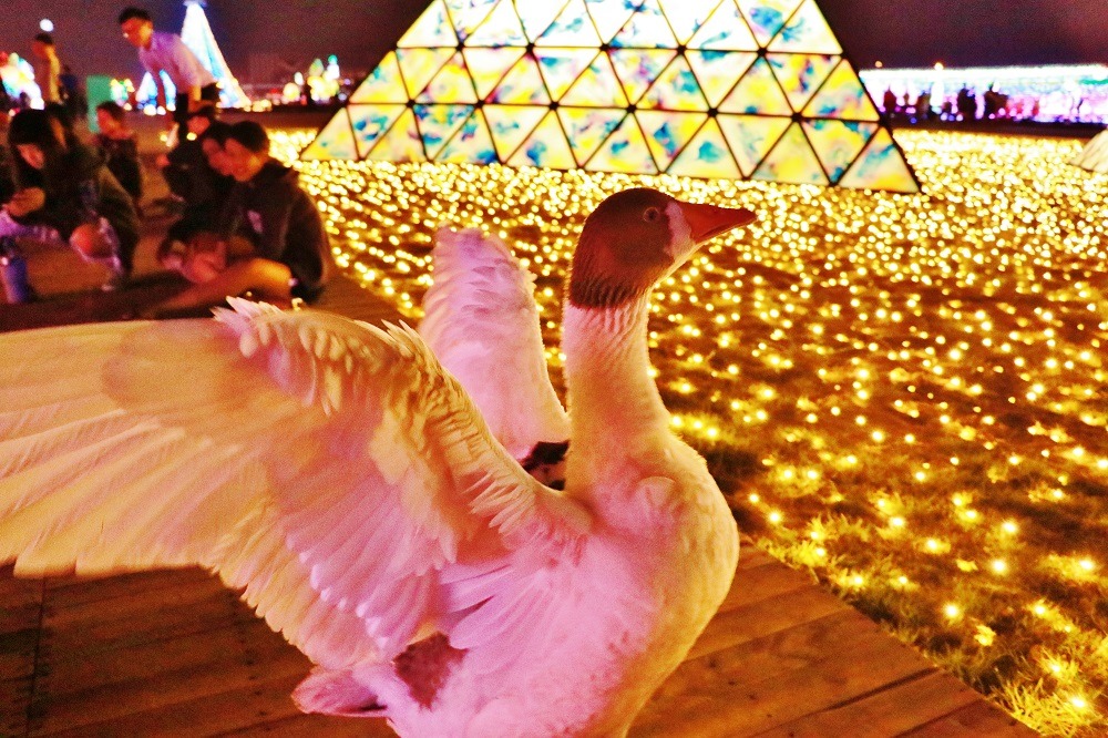 飼主時常會在臉書上分享白鵝Vivi的療癒照片。屏東縣政府/提供