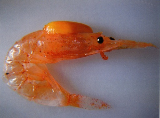 日本長崎縣野母崎及福江島間海域捕獲之櫻花蝦,頭胸甲上方菊色物體為梭形附頭虱 。國立臺南大學/提供 下村通譽/攝影