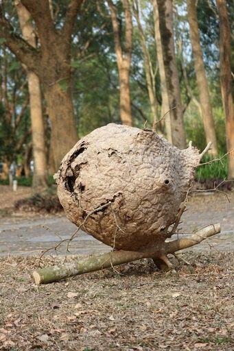 國立暨南國際大學在行政大樓後方的小葉欖仁於年後開學時發現有一枚超大蜂窩。國立暨南國際大學/提供
