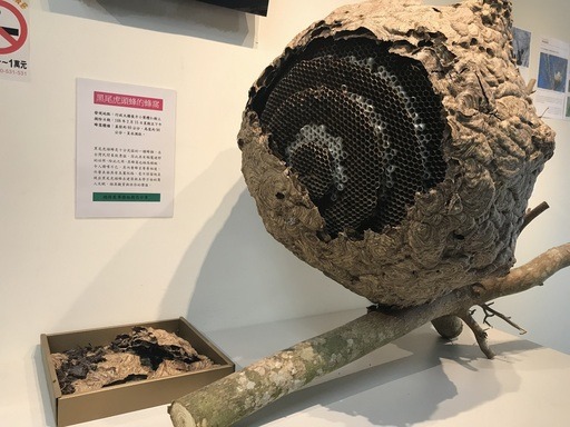 暨大校園摘除之巨型蜂窩係屬黑尾虎頭蜂巢，尺寸約有60Ｘ84Ｘ65公分，將贈予國立自然科學博物館作為研究。國立暨南國際大學/提供