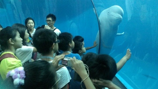 「夜宿海生館」夏令營，體驗與魚共舞共眠。中國青年救國團/提供
