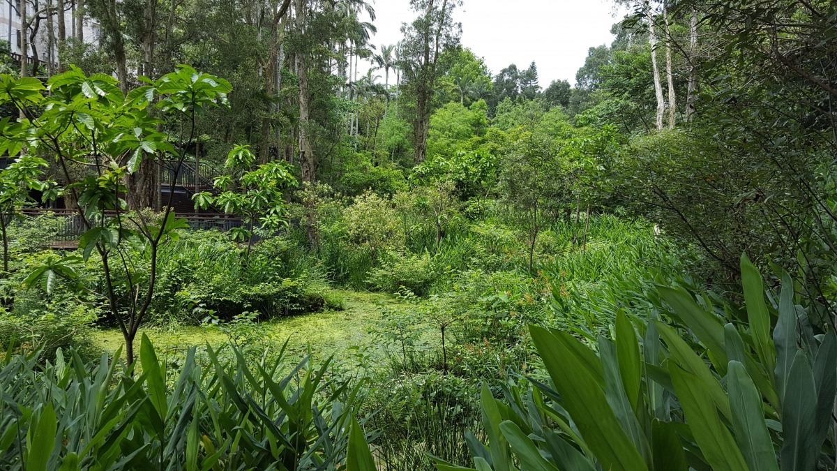 木柵萃湖豐富的生態景觀。台北市政府/提供
