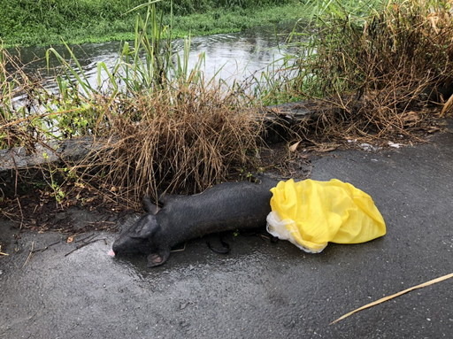 飼養的豬隻死亡，應委請動物屍體化製業者處置，切勿隨意丟棄動物屍體，以免傳播疫病。屏東縣政府/提供
