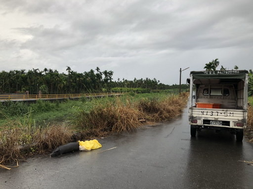 屏東縣內埔鄉內埔村龍井溪畔遭不守法養豬戶棄置裝袋棄置豬屍共計11頭。屏東縣政府/提供