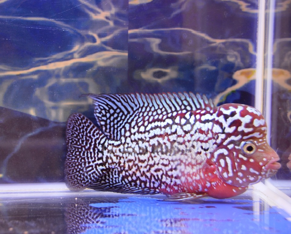 2019屏東縣觀賞魚推廣國際交流賽，預計將會有上千隻來自世界各國的觀賞魚、蝦。屏東縣政府/提供