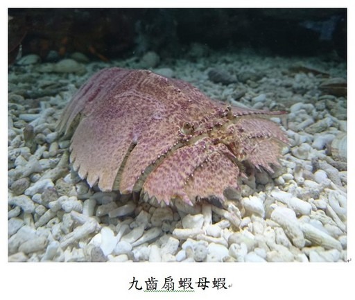 國立台灣海洋大學/提供