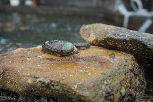 把貢寮產的九孔正名為「貢寮鮑」，希望讓地方與物產畫上等號。陳宇/翻攝