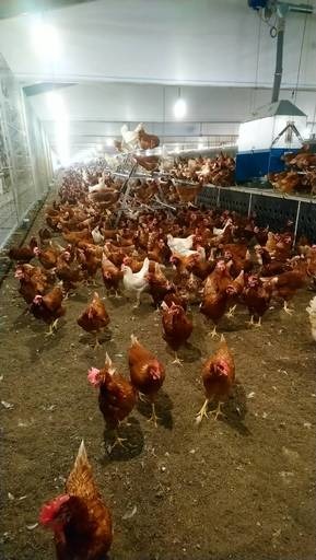 黃朝宗的友善生產的「平飼式」蛋雞舍。財團法人農業信用保證基金/提供