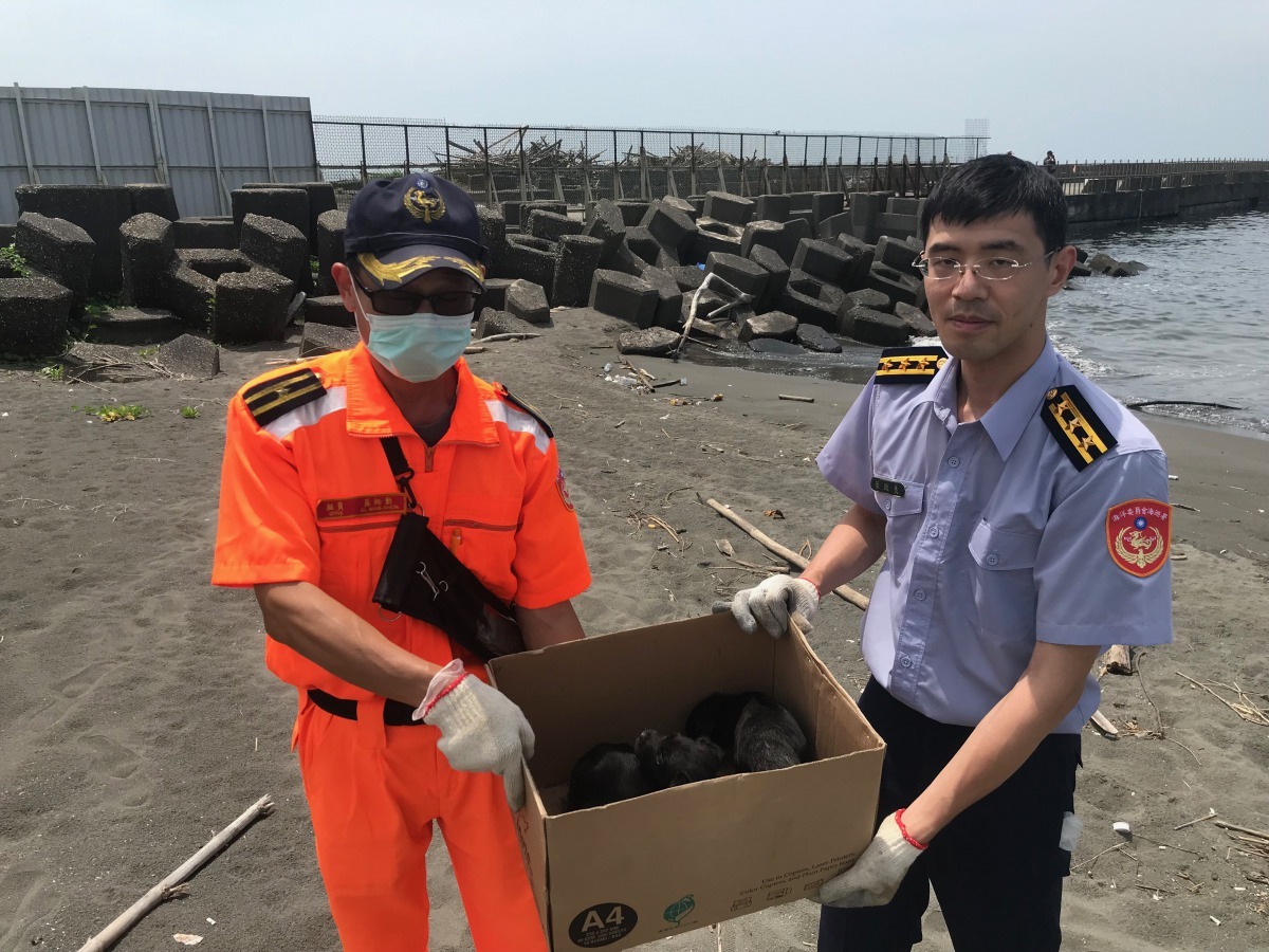 海巡人員將幼犬全數救起帶回隊部營區內安置及提供飲食,並聯繫臺南市動物防疫保護處派員協助載回安置。海巡署/提供