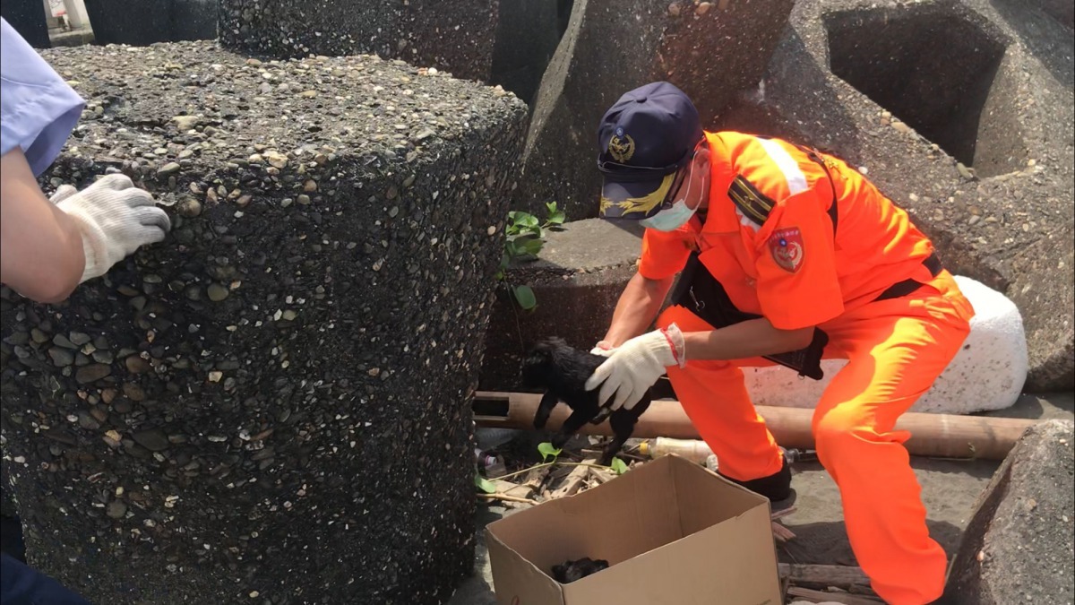 海巡人員前往搶救被困在消波塊下的三隻幼犬。海巡署/提供