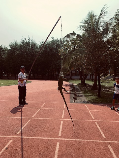 屏東縣政府鼓勵民眾參與移除綠鬣蜥的活動。屏東縣政府/提供