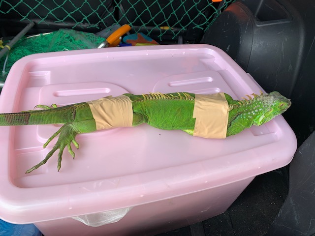 成體綠鬣蜥力量大,雖不太會主動攻擊民眾,仍不建議徒手捕捉。屏東縣政府/提供