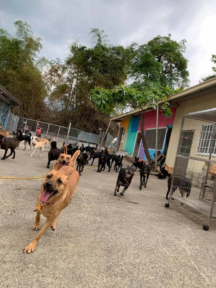 屏東縣公立犬貓中途之家的狗狗們在放風時間結束後，會跟隨照護人員回到自己的籠舍。屏東縣政府/提供