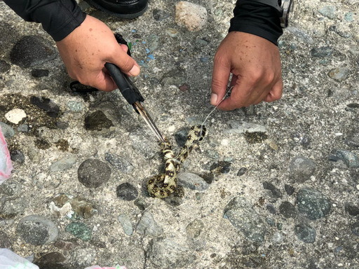 臺東縣環保局潛水清理作業 搶救遭廢棄漁網纏繞海鰻。臺東縣政府/提供