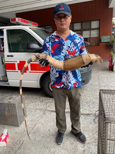 綠鬣蜥成體外觀酷似電影酷斯拉,並不討喜。屏東縣政府/提供