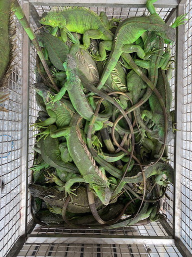 綠鬣蜥繁殖力強,很難有效抑制野外族群擴散的速度。屏東縣政府/提供